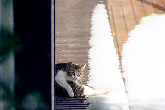 解け残りの雪と縁側猫