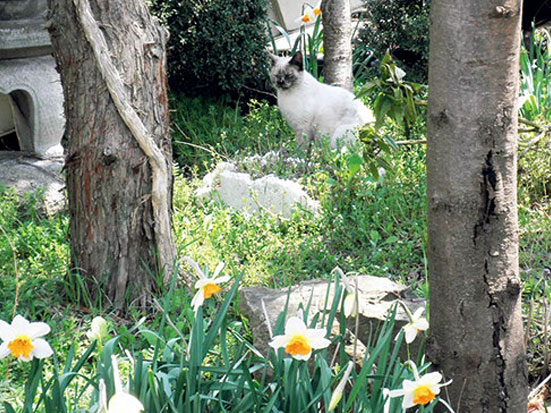 盛岡寺町の水仙猫