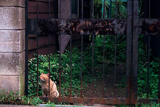 ドクダミを嗅ぐ猫