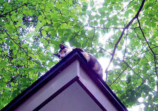 象潟　坩満寺の猫