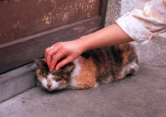 近所の角(かど)猫2