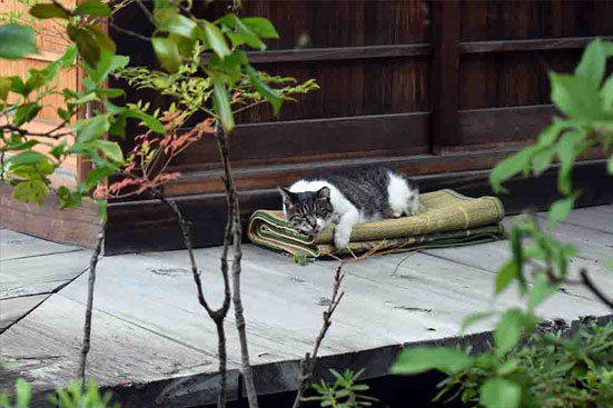 谷中 南泉寺の猫